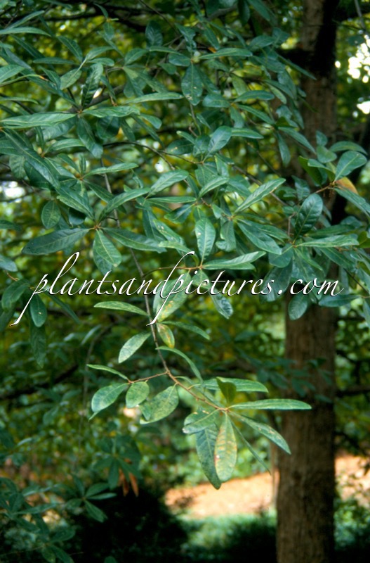 Quercus oglethorpensis