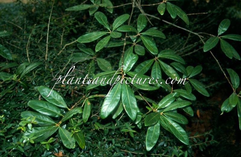 Quercus oglethorpensis