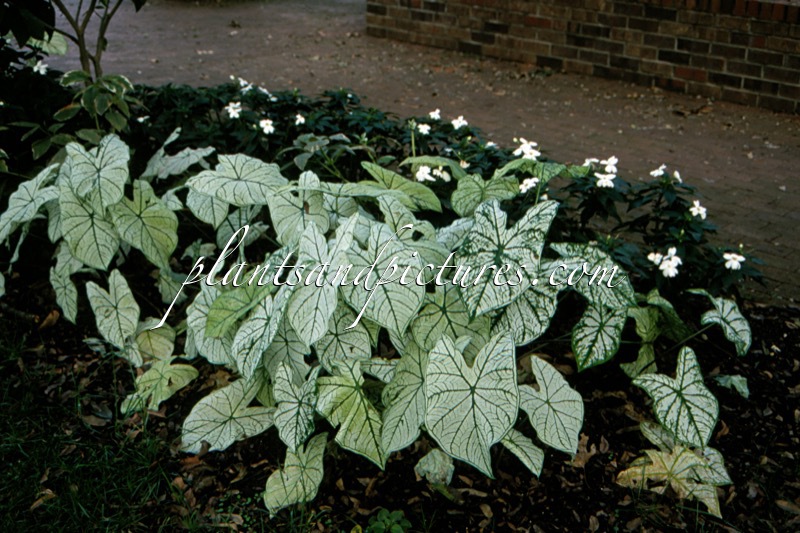 Caladium