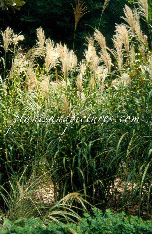 Miscanthus sinensis ‘Zebrinus’