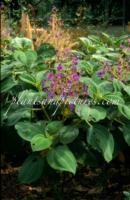 Tibouchina grandiflora