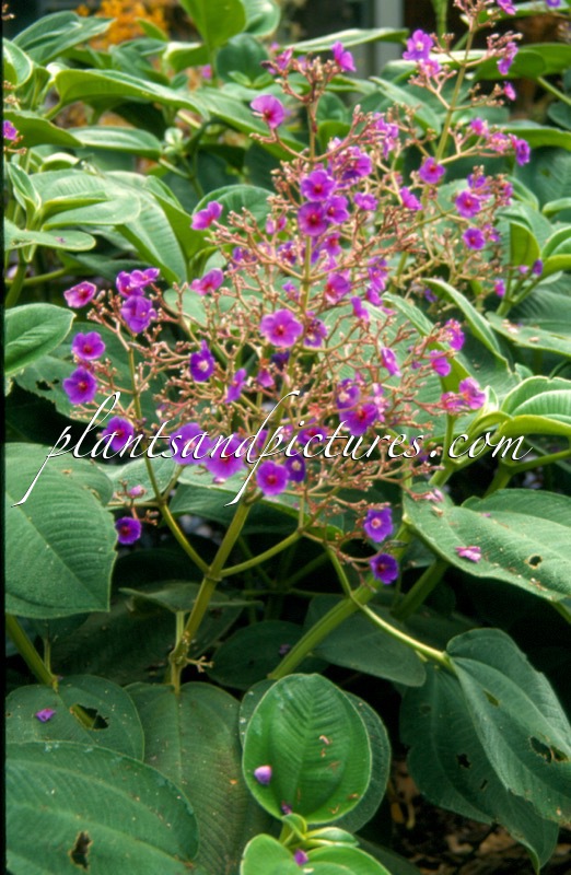 Tibouchina grandiflora