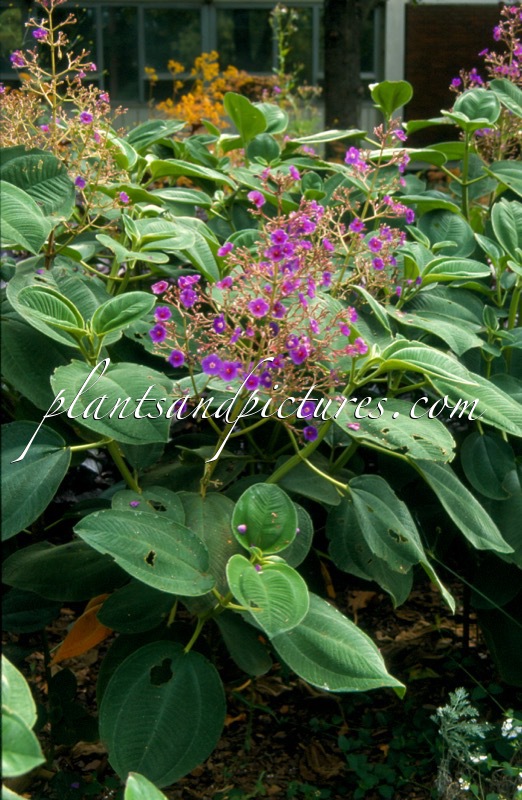 Tibouchina grandiflora