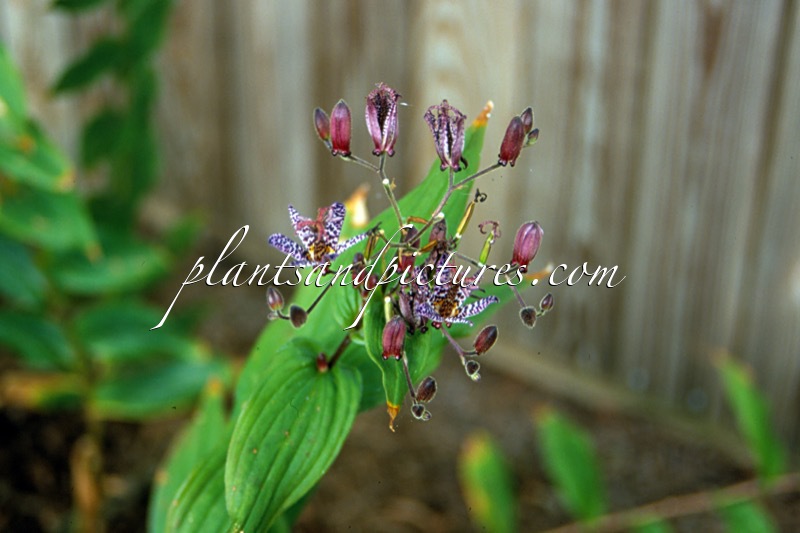 Tricyrtis formosana ‘Samurai’