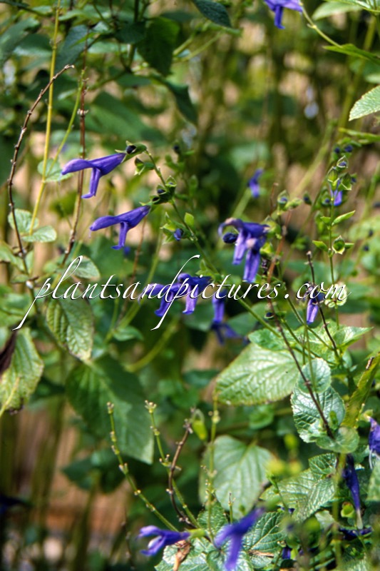 Salvia guaranitica