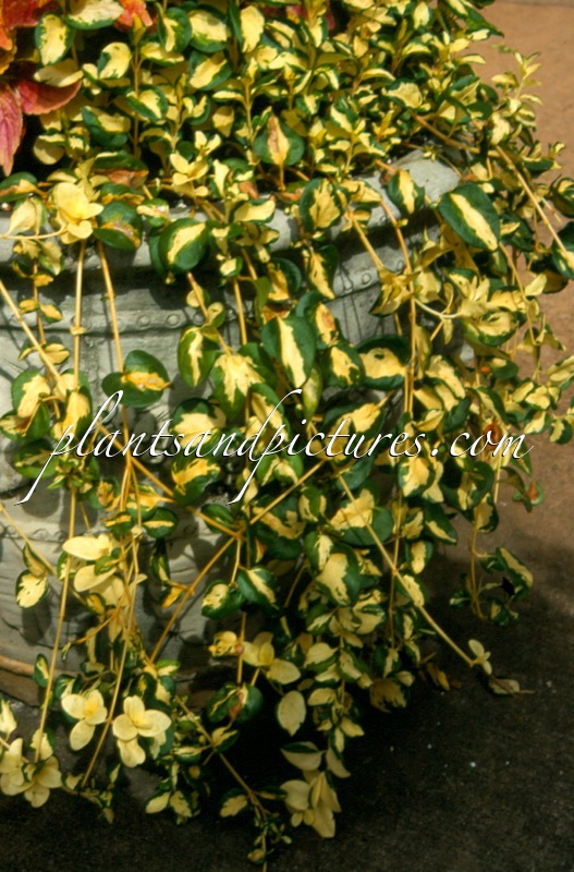 Vinca major ‘Vinwoj’ (WOJO’S JEM)