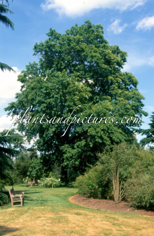 Quercus phellos ‘QPSTA’ (HIGHTOWER)