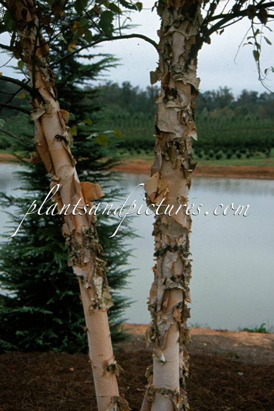 Betula nigra ‘Heritage’