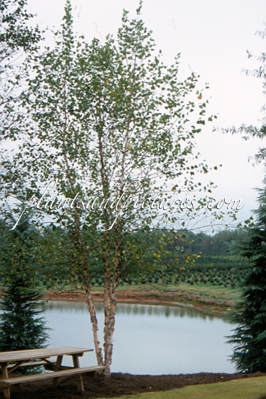 Betula nigra ‘Heritage’