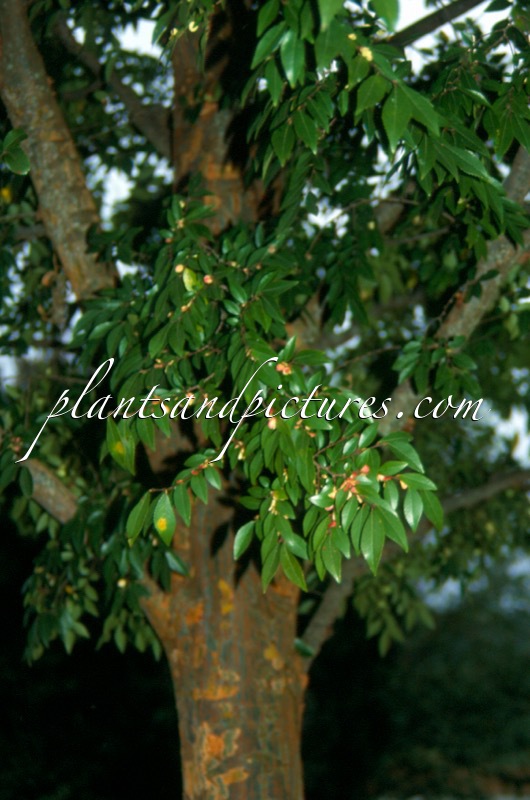 Ulmus parvifolia ‘Emer II’ (ALLÉE)