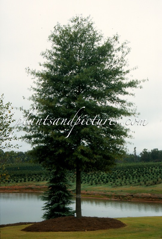 Quercus phellos ‘QPSTA’ (HIGHTOWER)