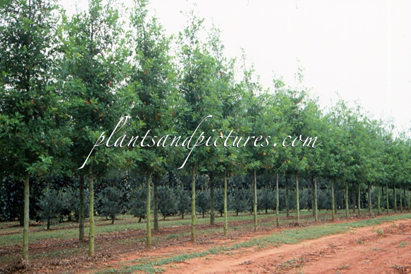 Quercus texana ‘QNFTA’ (HIGHPOINT)