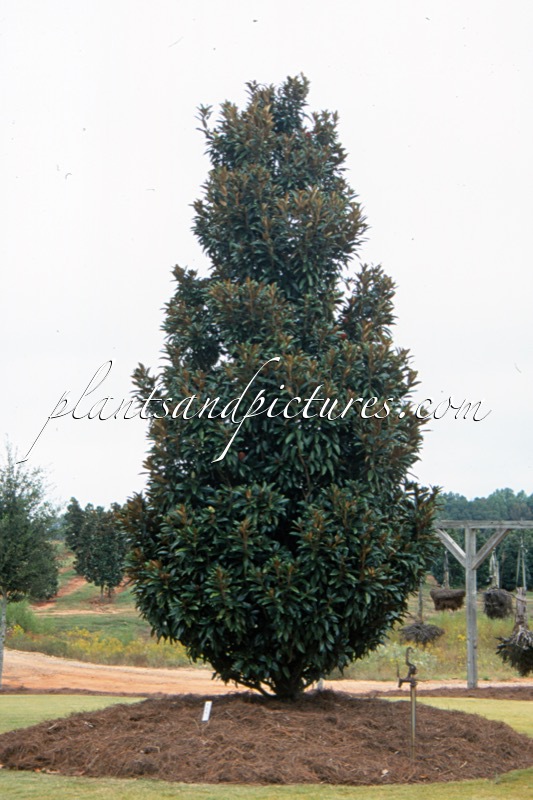Magnolia grandiflora ‘TMGH’ (ALTA)