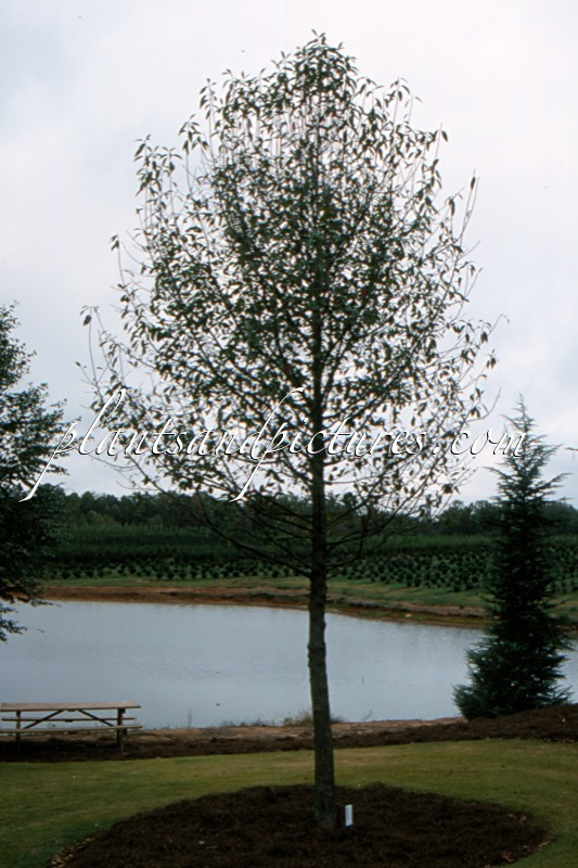 Nyssa sylvatica ‘NXSXF’ (FORUM)