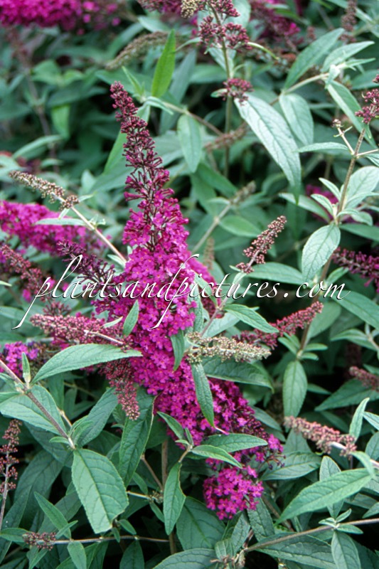 Buddleja davidii ‘Attraction’