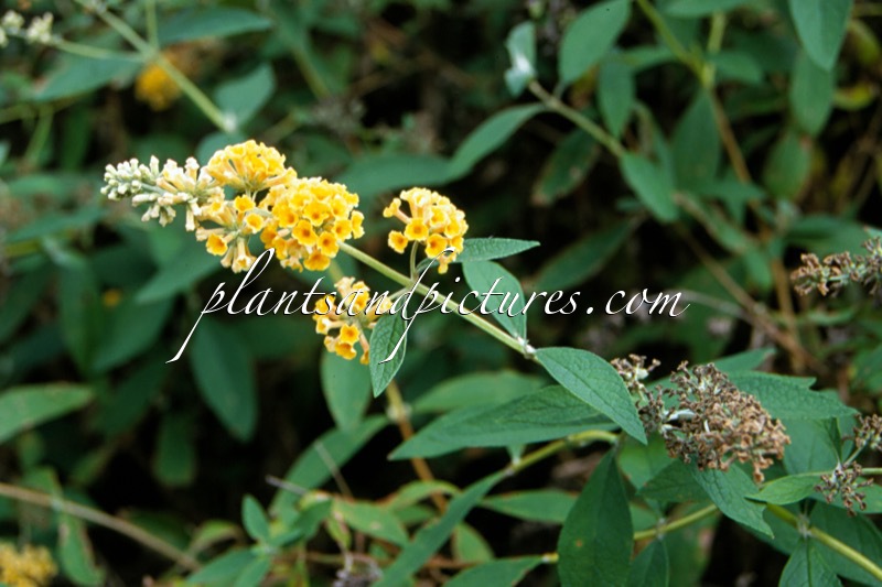 Buddleja weyeriana ‘Honeycomb’