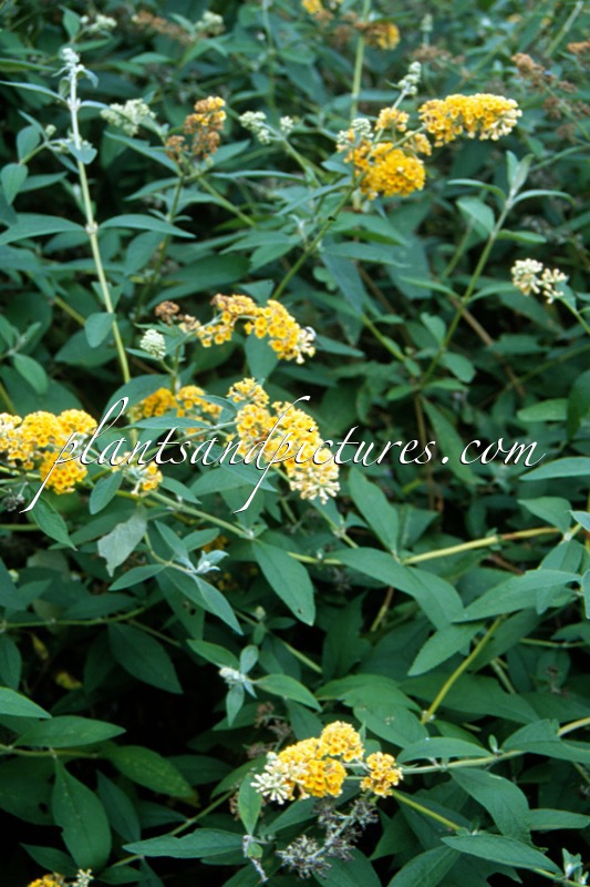 Buddleja weyeriana ‘Honeycomb’