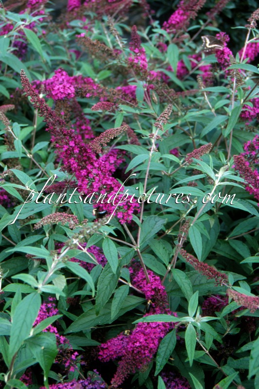 Buddleja davidii ‘Attraction’