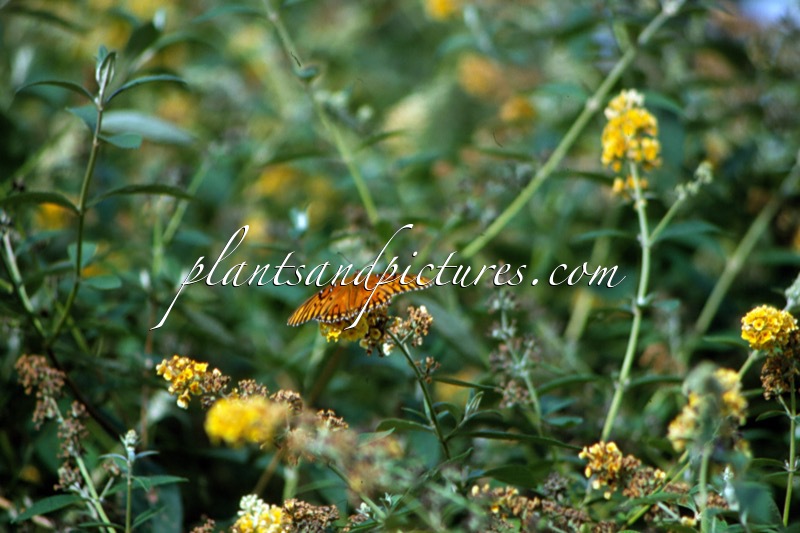 Buddleja met vlinder