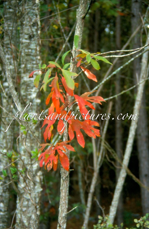 Sassafras albidum