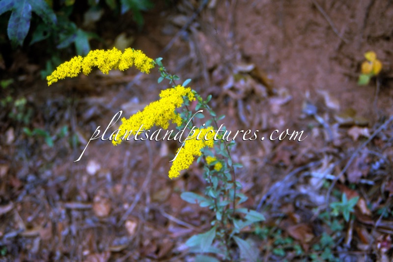 Solidago erecta