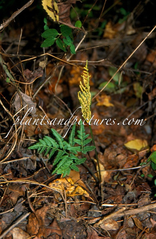 Botrychium biternatum