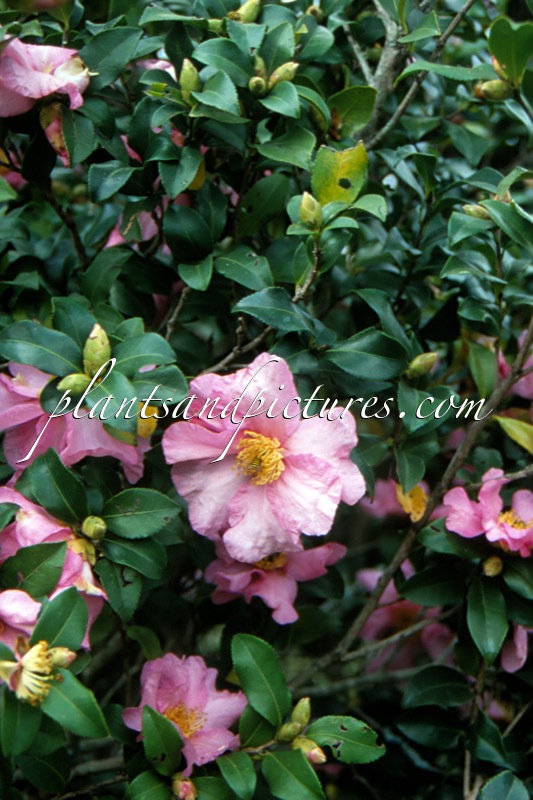 Camellia japonica ‘Cleopatra’
