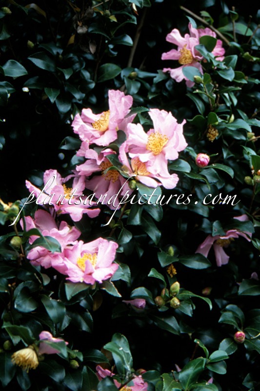 Camellia japonica ‘Cleopatra’