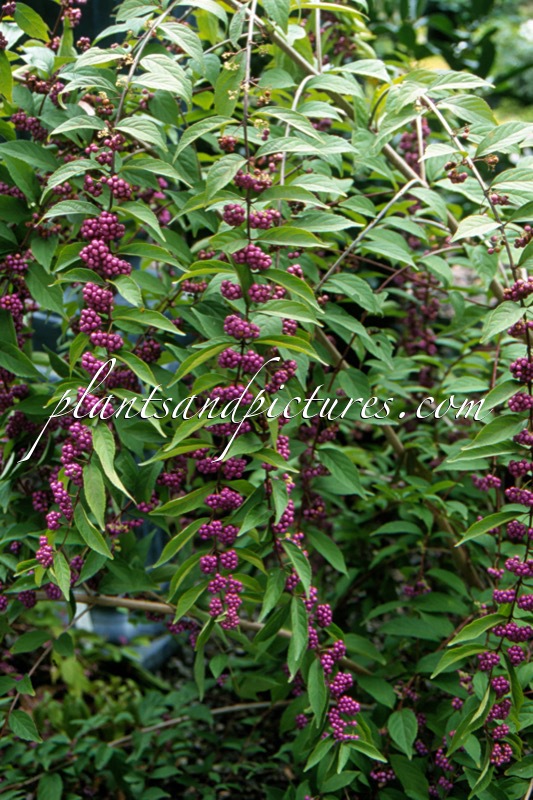 Callicarpa dichotoma
