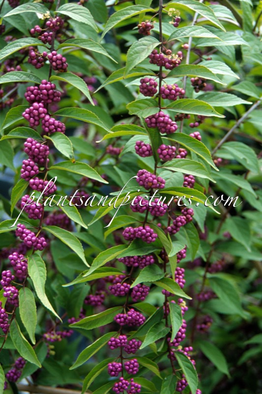 Callicarpa dichotoma