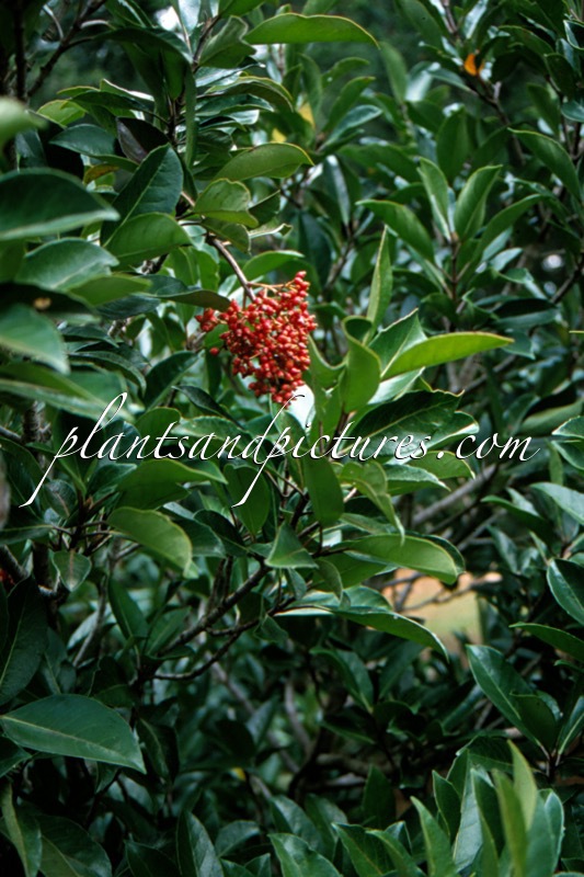 Viburnum odoratissimum