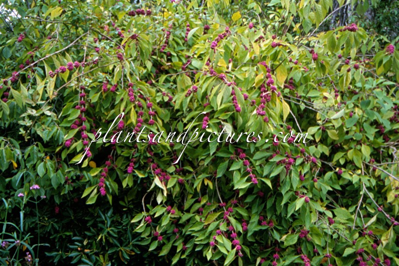 Callicarpa dichotoma