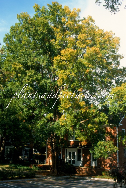 Ulmus parvifolia ‘Emer II’ (ALLÉE)