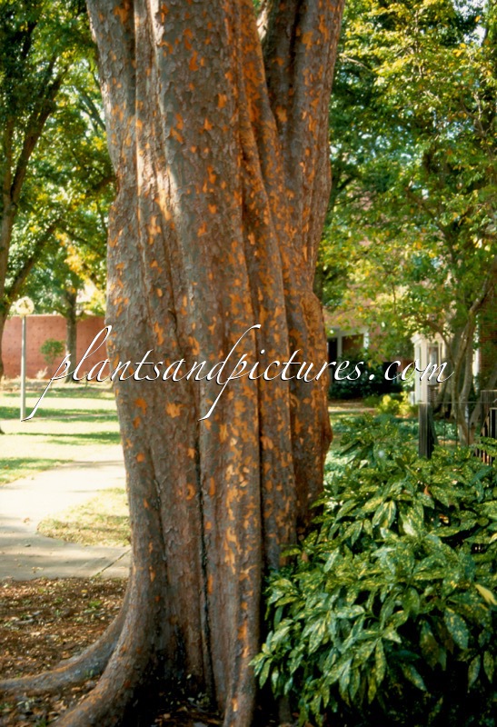 Ulmus parvifolia ‘Emer II’ (ALLÉE)