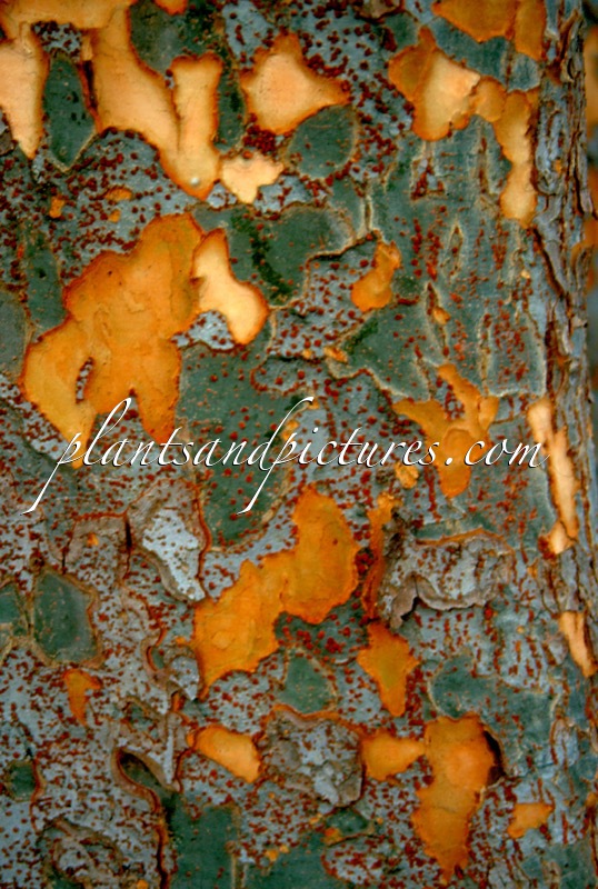 Ulmus parvifolia ‘Emer II’ (ALLÉE)