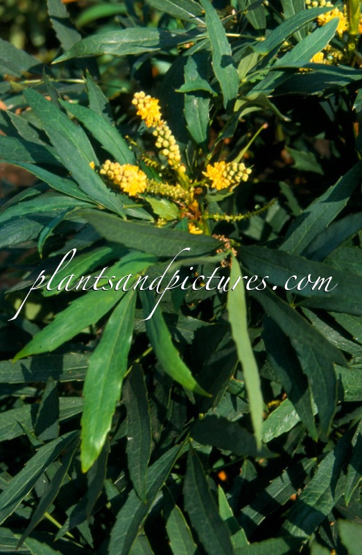 Mahonia fortunei