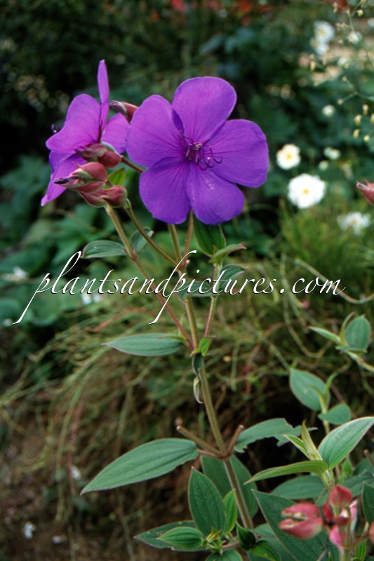 Tibouchina urvilleana ‘Athens Blue’