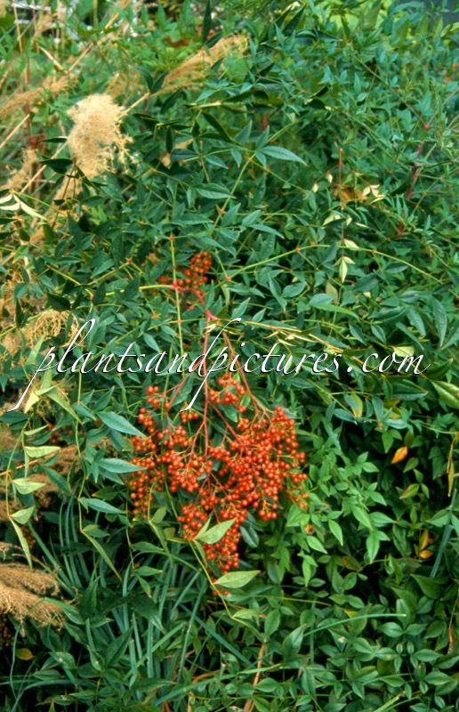 Nandina domestica
