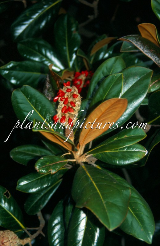 Magnolia grandiflora
