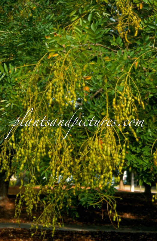 Styphnolobium japonicum