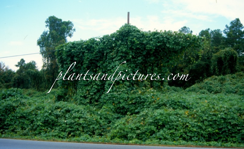 Pueraria montana var. lobata