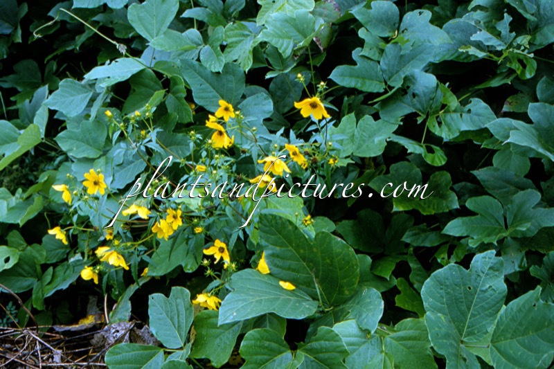 Bidens aristosa