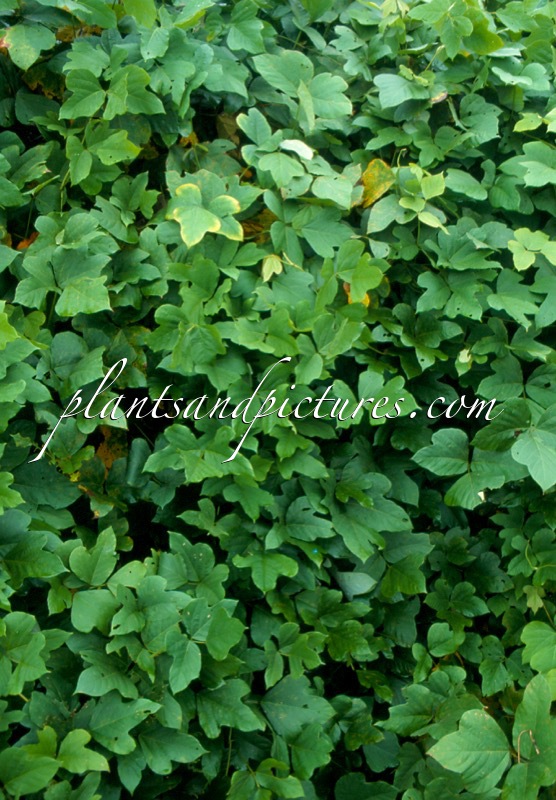 Pueraria montana var. lobata