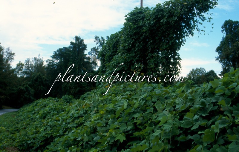 Pueraria montana var. lobata