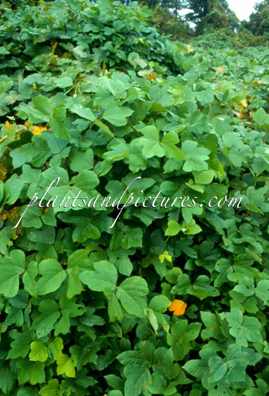 Pueraria montana var. lobata