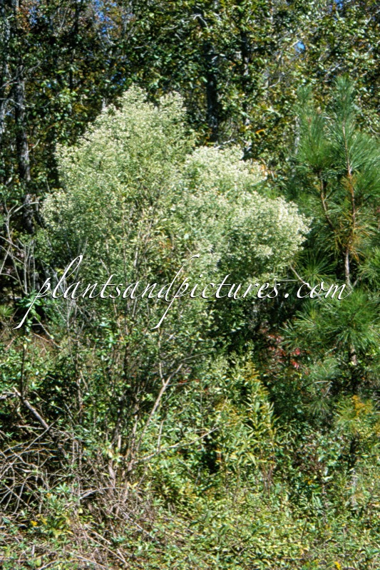 Baccharis halimifolia