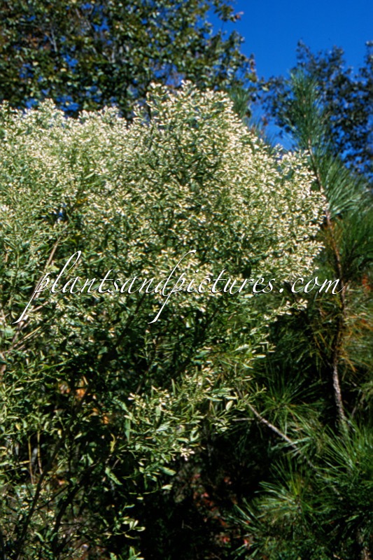 Baccharis halimifolia