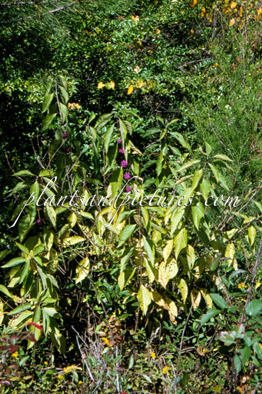 Callicarpa americana