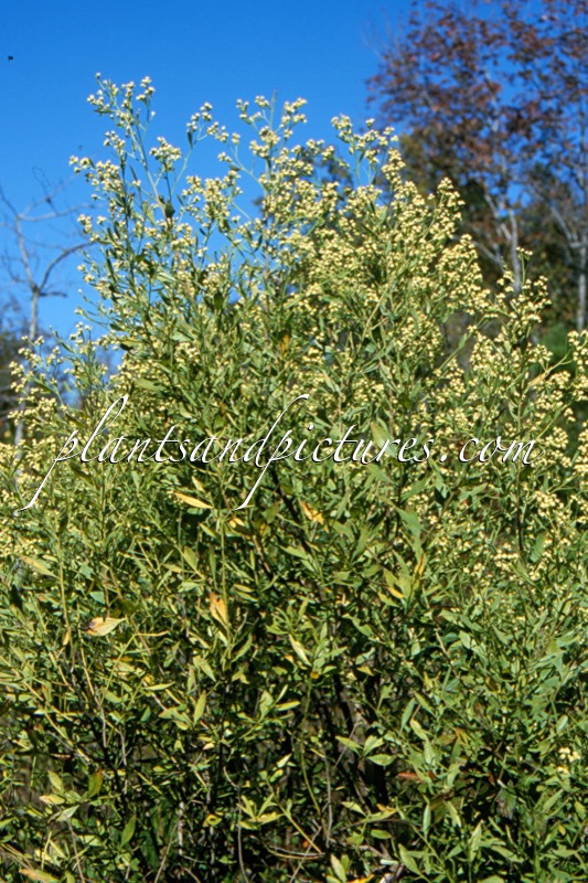 Baccharis halimifolia