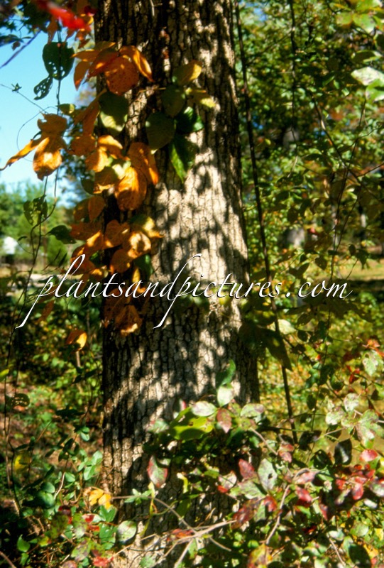 Rhus radicans (+Nyssa sylvatica)
